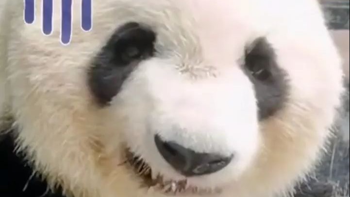 第一次在熊猫脸上看到了无语