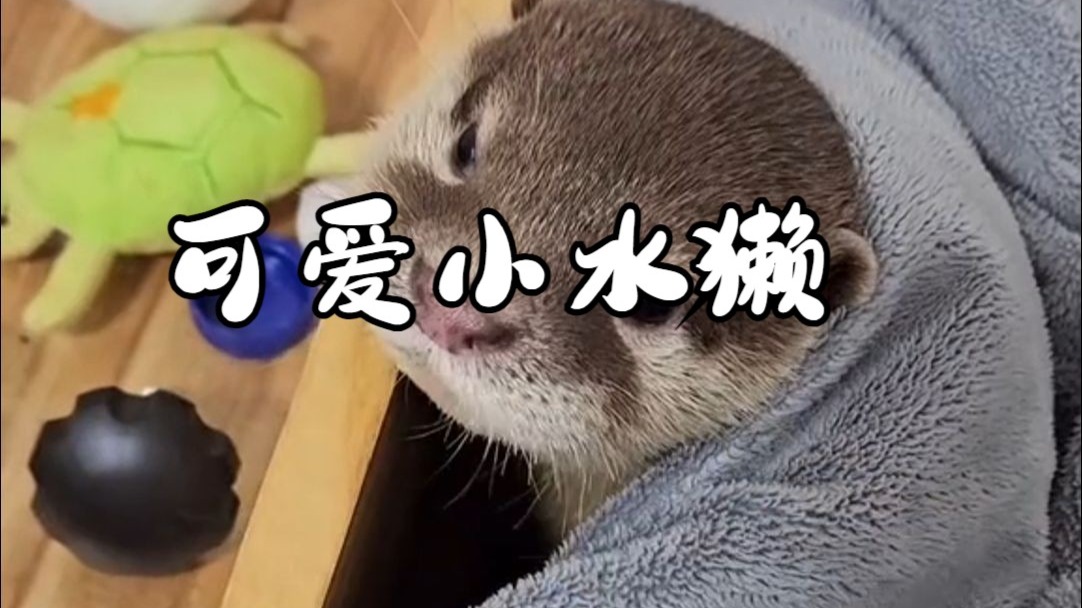 可爱小水獭