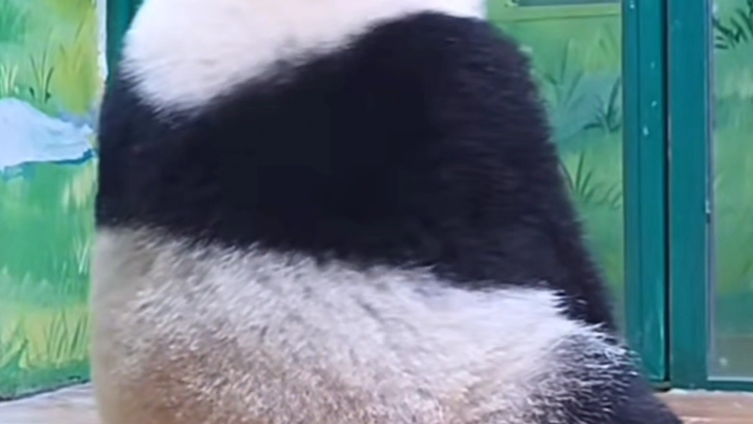妹猪：这个盆装不下我了。