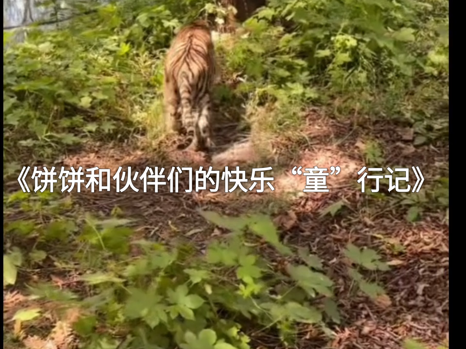《饼饼和伙伴们的快乐“童”行记》