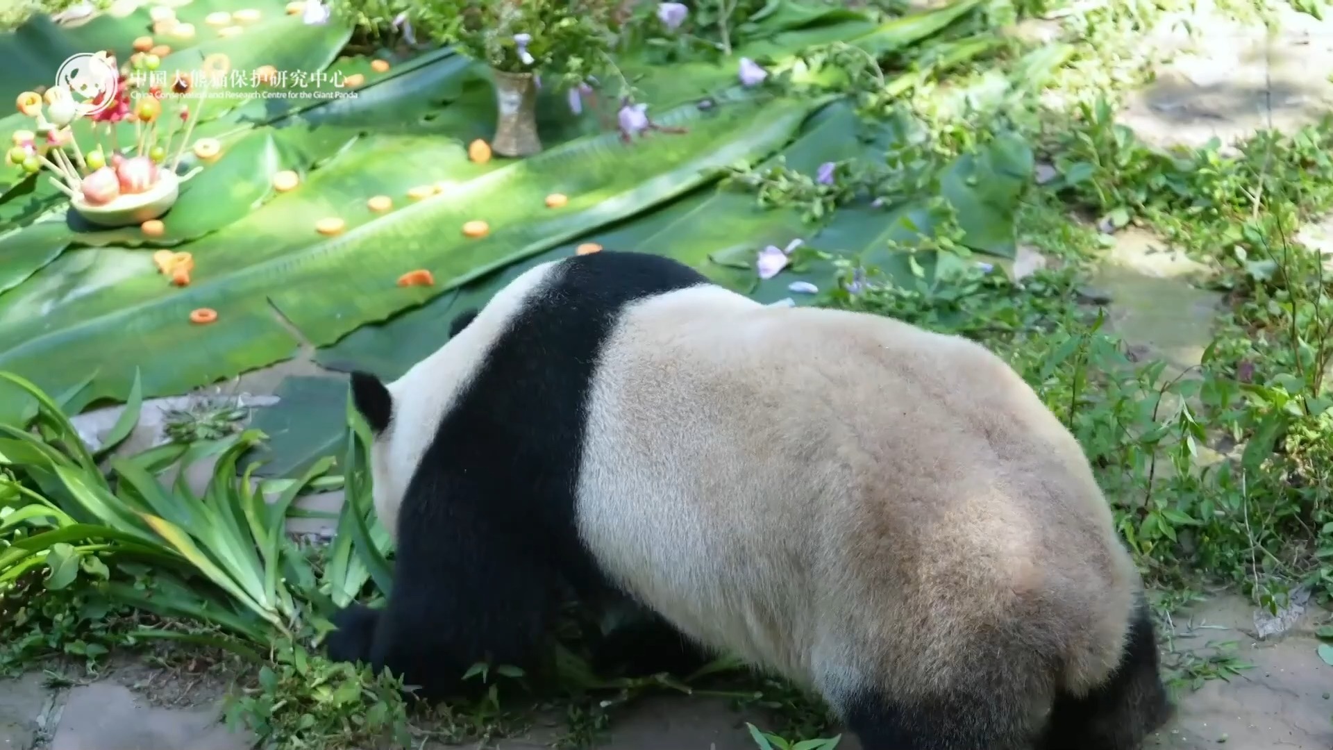 【中心大熊猫生日季】凤仪和福娃，回来后的第一个生日。