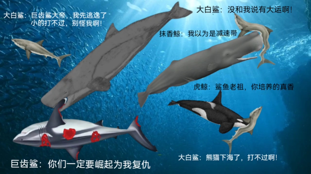 齿鲸与鲨鱼的万年争斗图