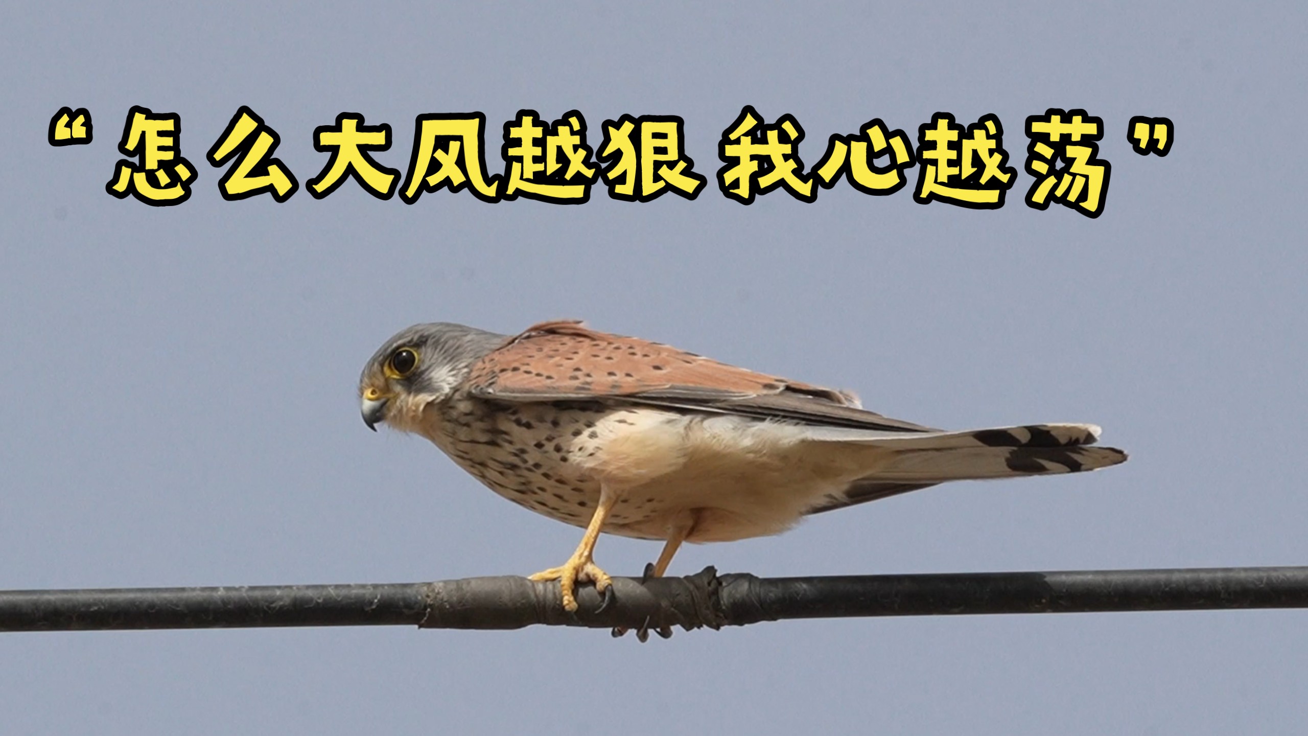猛禽就是猛禽，沙尘暴来了都不带躲的