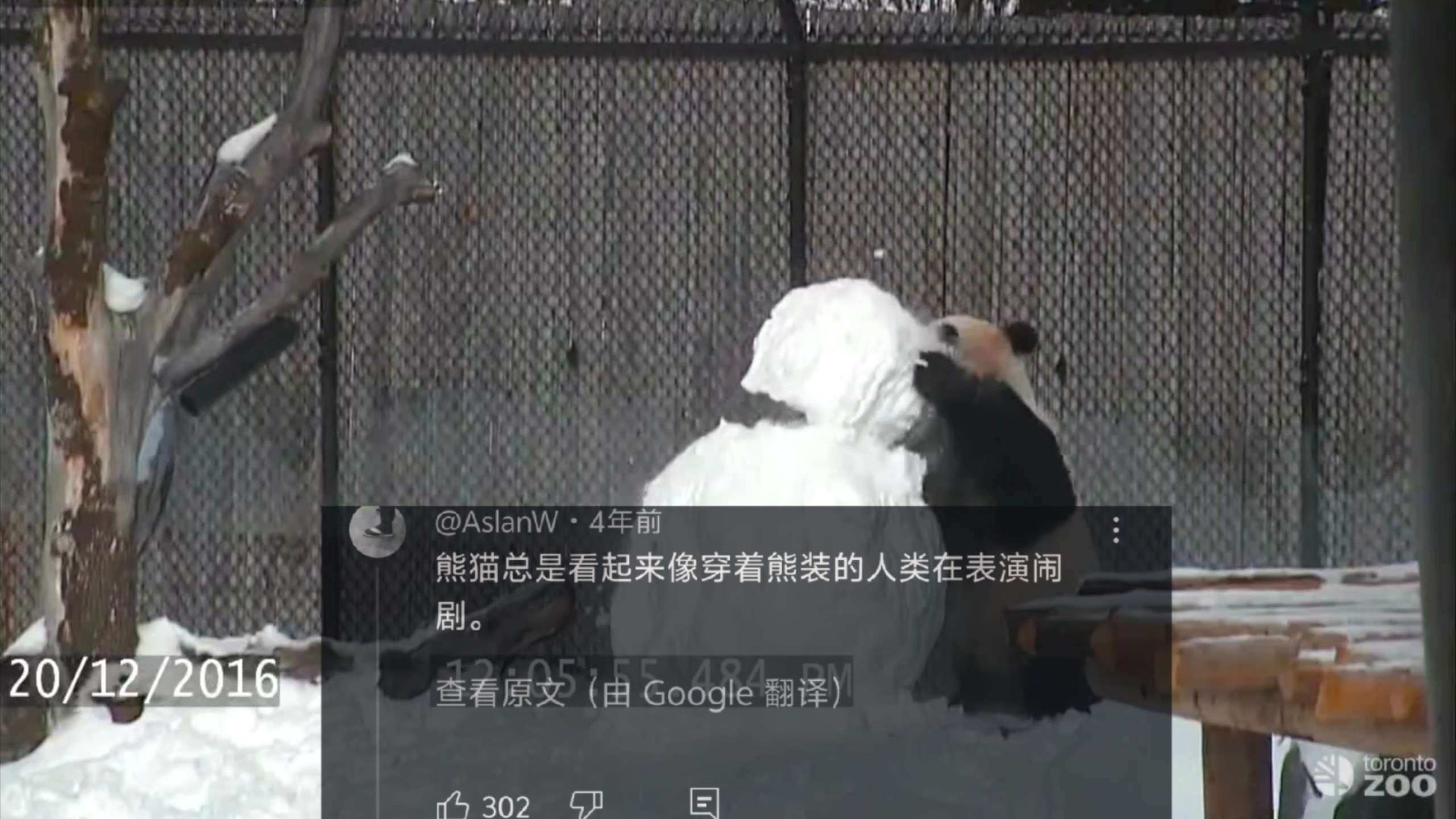 外网热议中国熊猫把雪人头拔下来，330万人浏览，网友:这确实不是