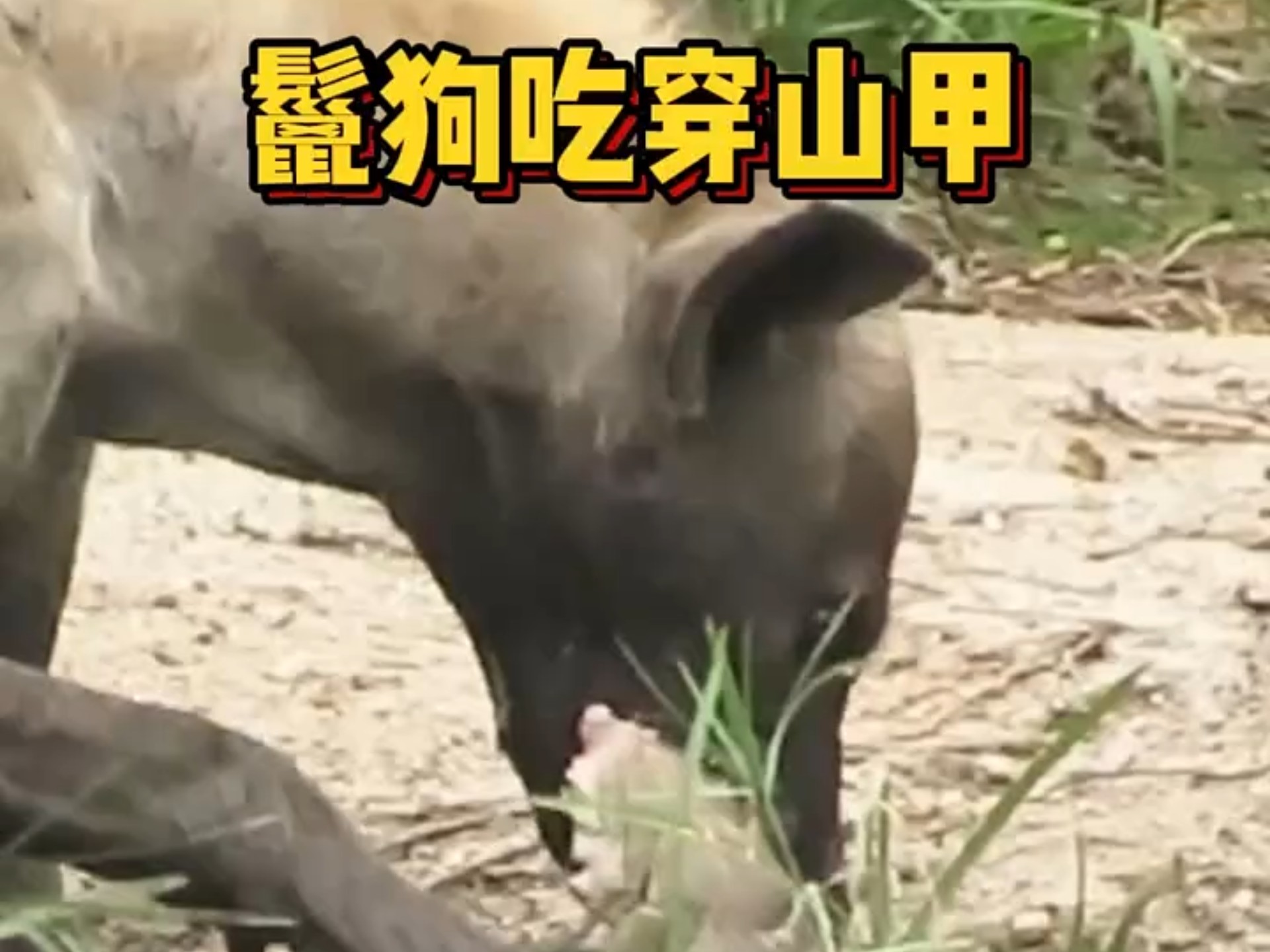 鬣狗居然成功吃了穿山甲