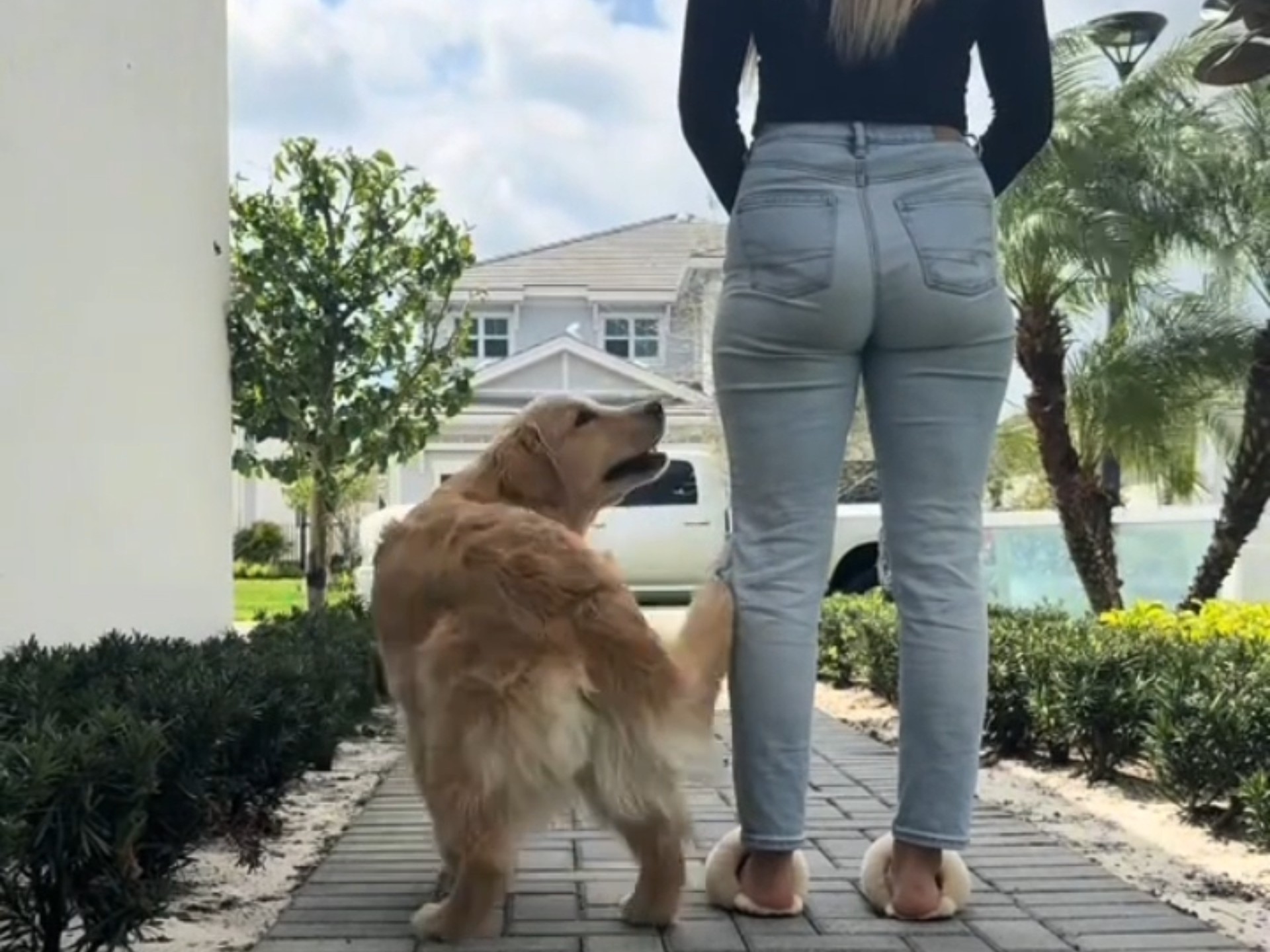 服务犬守护主人的方式 狗狗是天使(ಥ_ಥ)