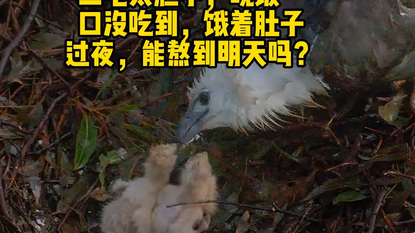 白腹海雕二毛太胆小，晚饭一口没吃到，饿着肚子过夜，能熬到明天吗
