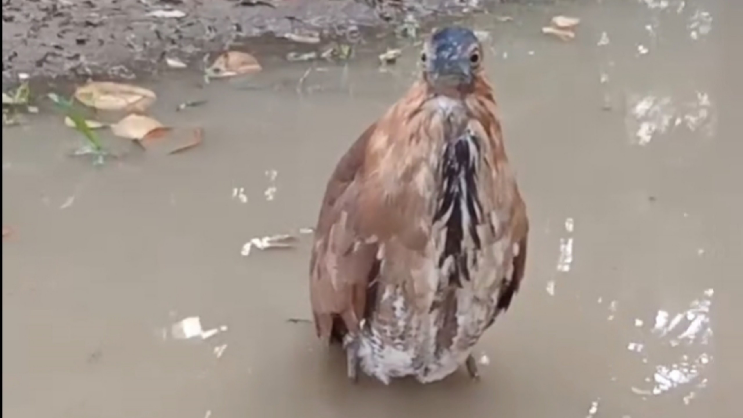 泡水地瓜