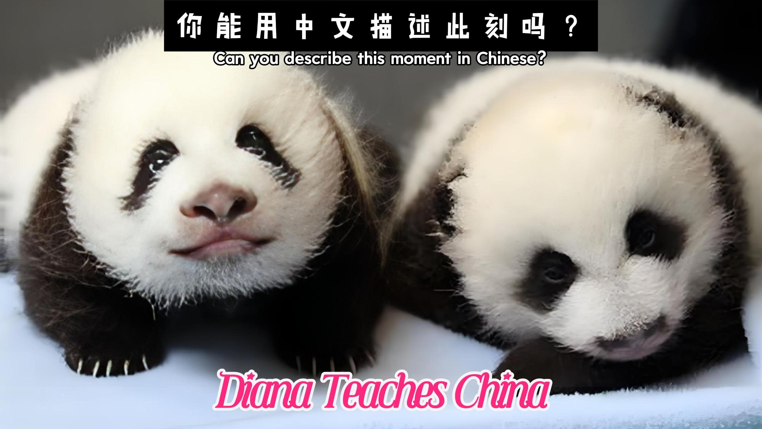破防了！熊猫幼儿园的‘丰收现场’，保育员抱崽像收庄稼，萌到想按