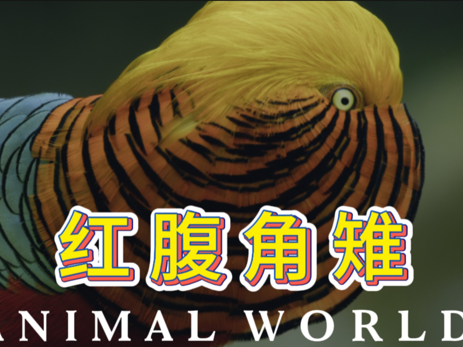 发情期的雄性红腹角雉求爱也太难了