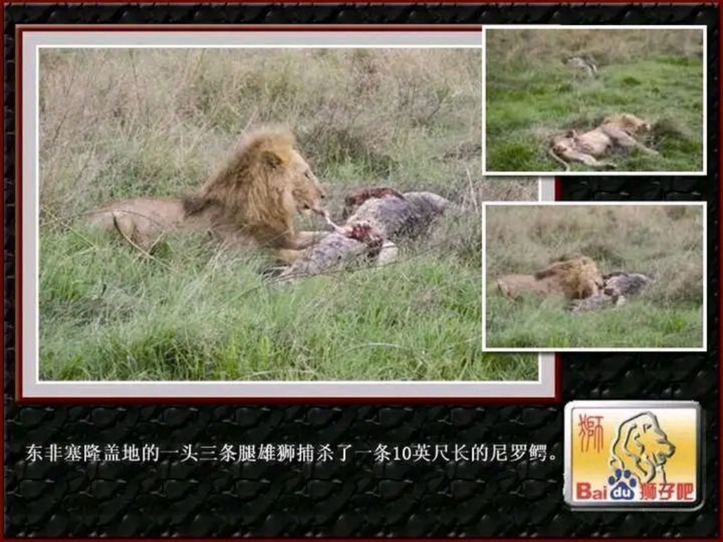 小神龙俱乐部之被残疾雄狮肘了