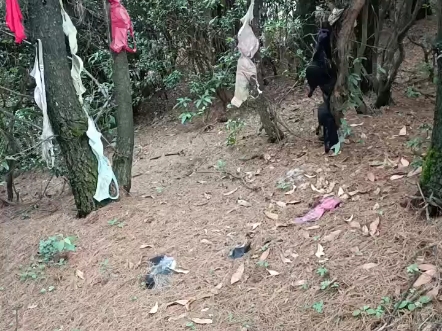 就上山捡个蘑菇  你给我整不会了