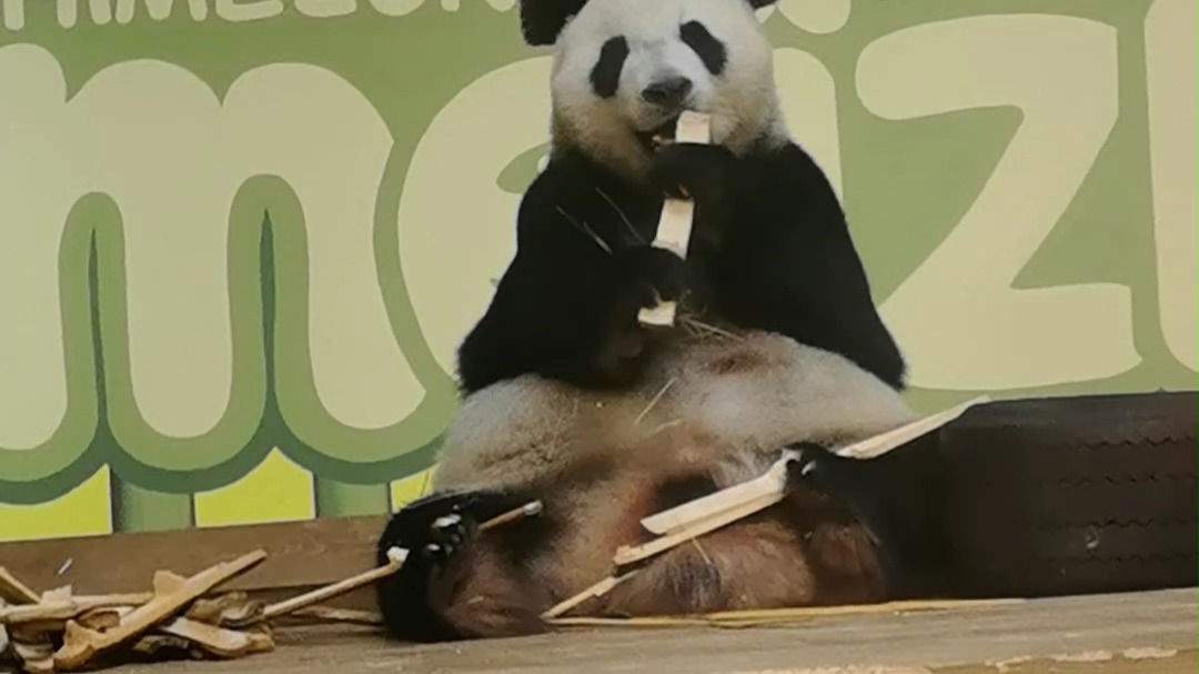 大熊猫纯爱党集合！！！