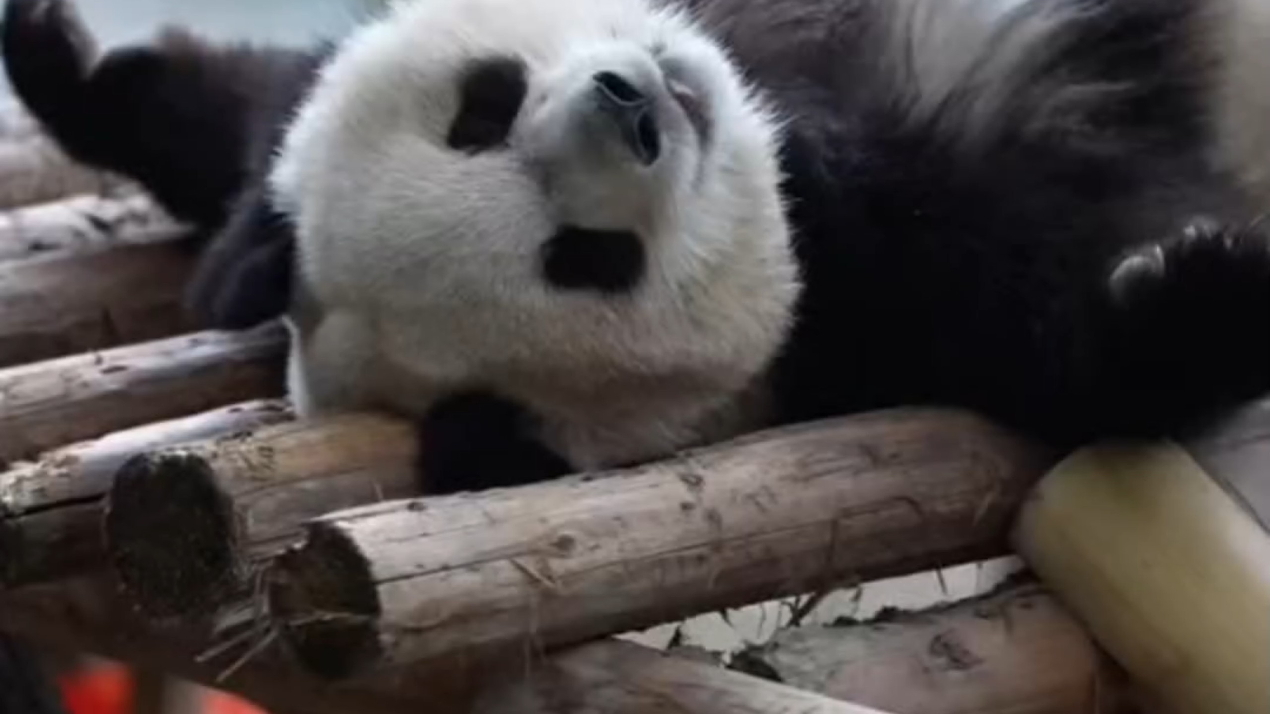 渝爱宝宝失眠啦！翻来覆去睡不着，真是气嘻熊了，啊呜～