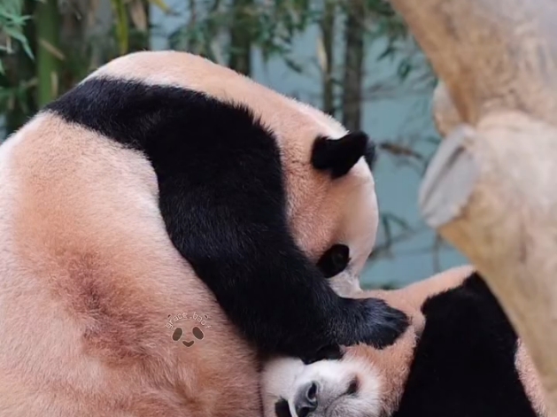 250820辉宝疯狂吸吸睿宝 姐妹俩真的很好