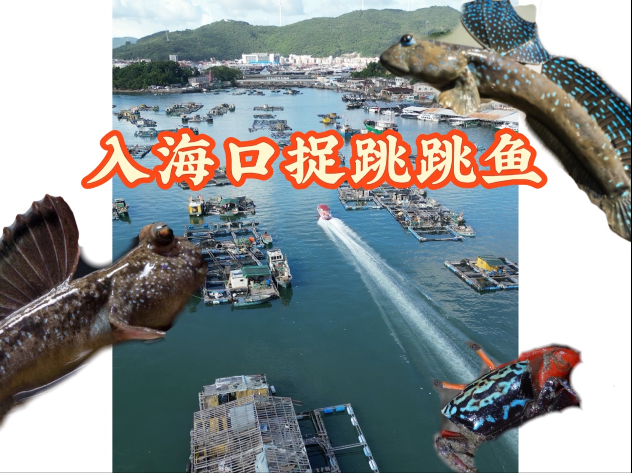 来海边实现跳跳鱼自由
