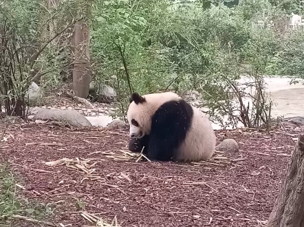 熊猫室外就餐