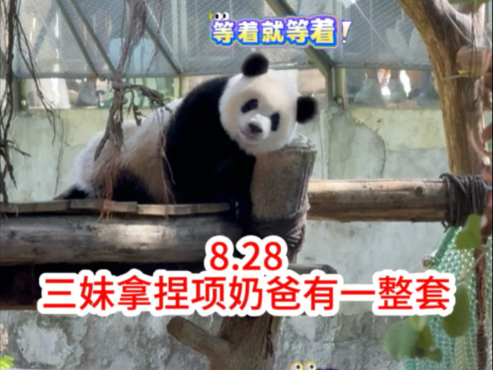 8.28 三妹拿捏项奶爸有一整套，直接翻白眼藐视项奶爸#萌宠出道