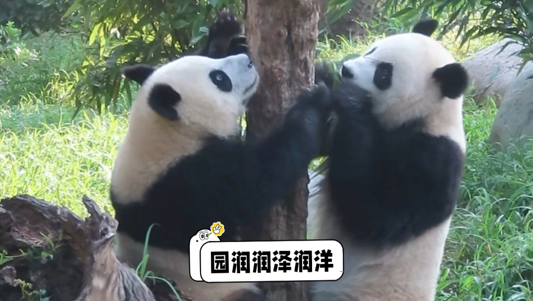 8.20一早园润炫竹，润泽润洋扒竹筒找果果