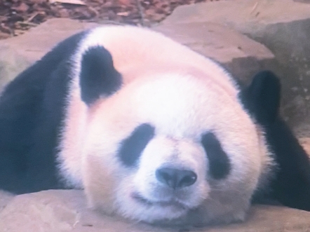 8月19号艾伦趴着睡觉好可爱