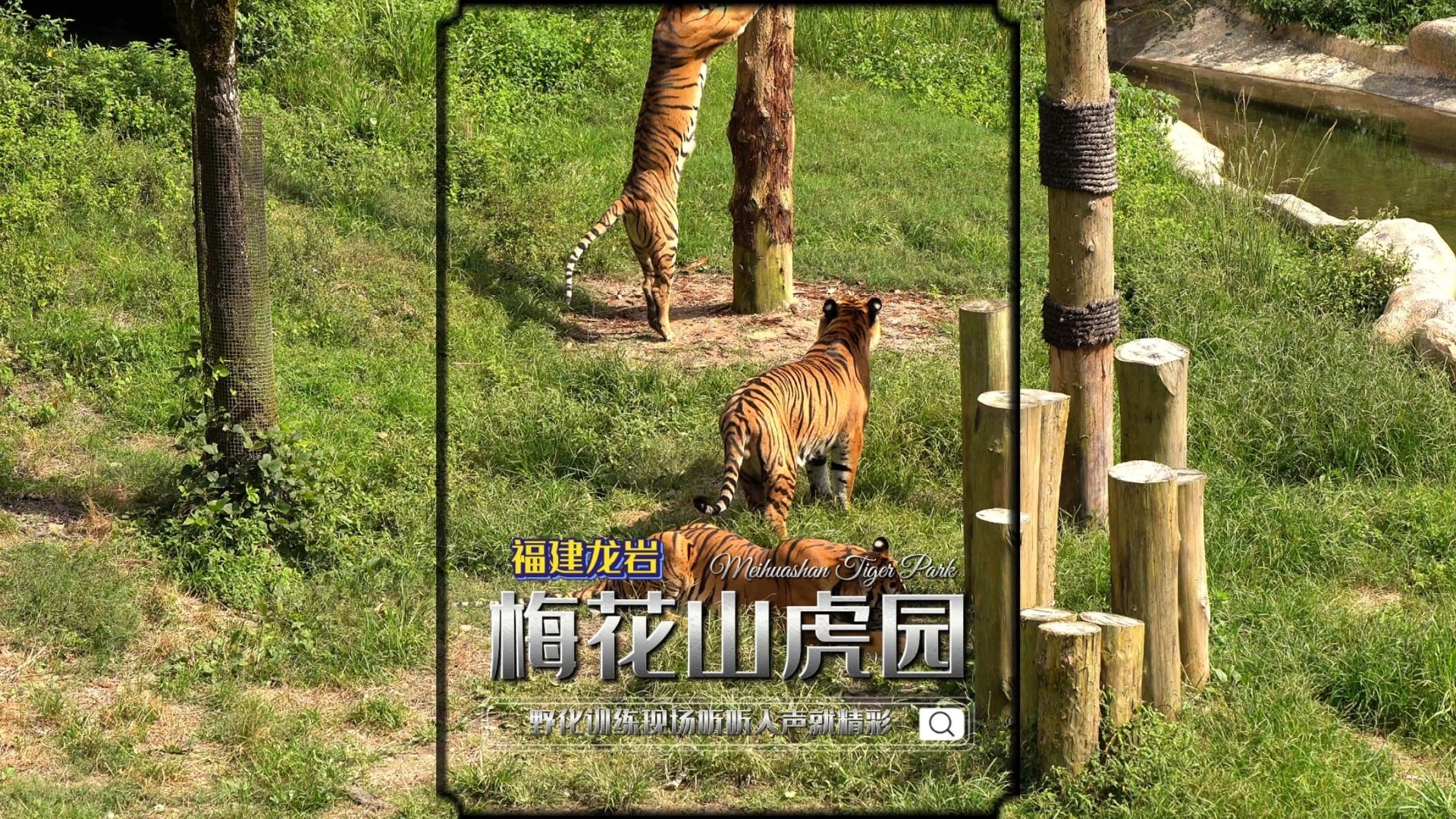 华南虎三胞胎母虎果断爬桩夺食