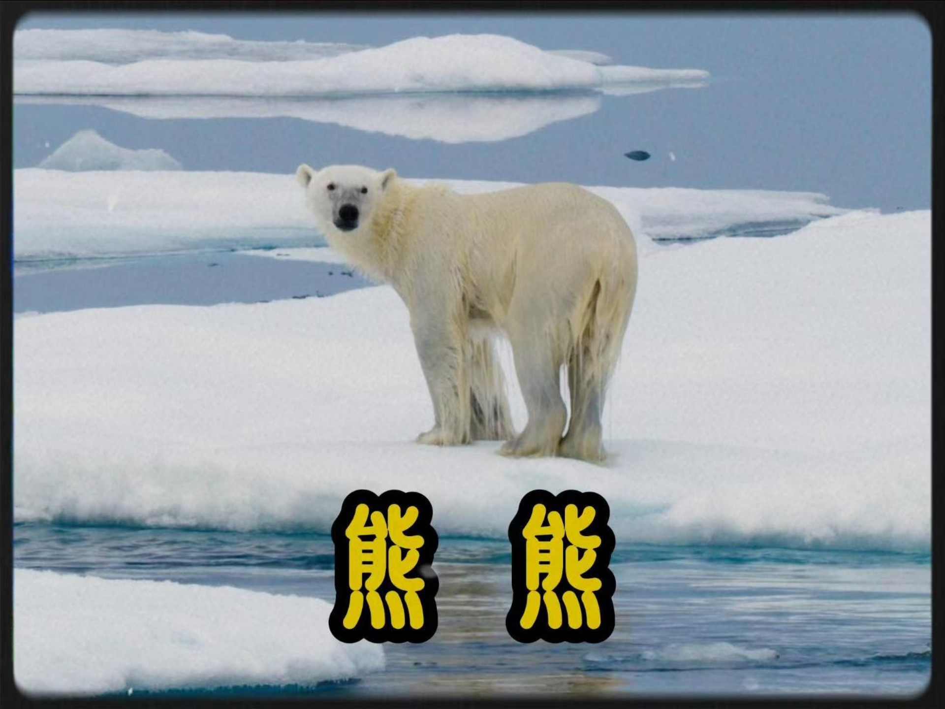 一只倒霉的熊熊