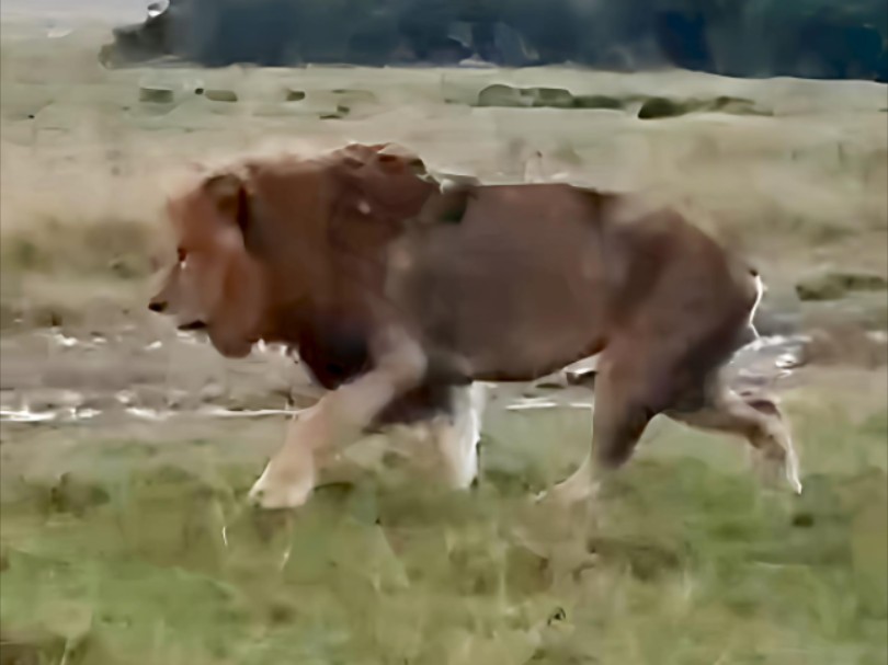 三凯男孩基尼又被打伤，辛凯又是毫发无损，每次都让兄弟抗下一切