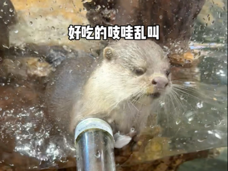 小水獭真的能拒绝一盆鱼肉吗