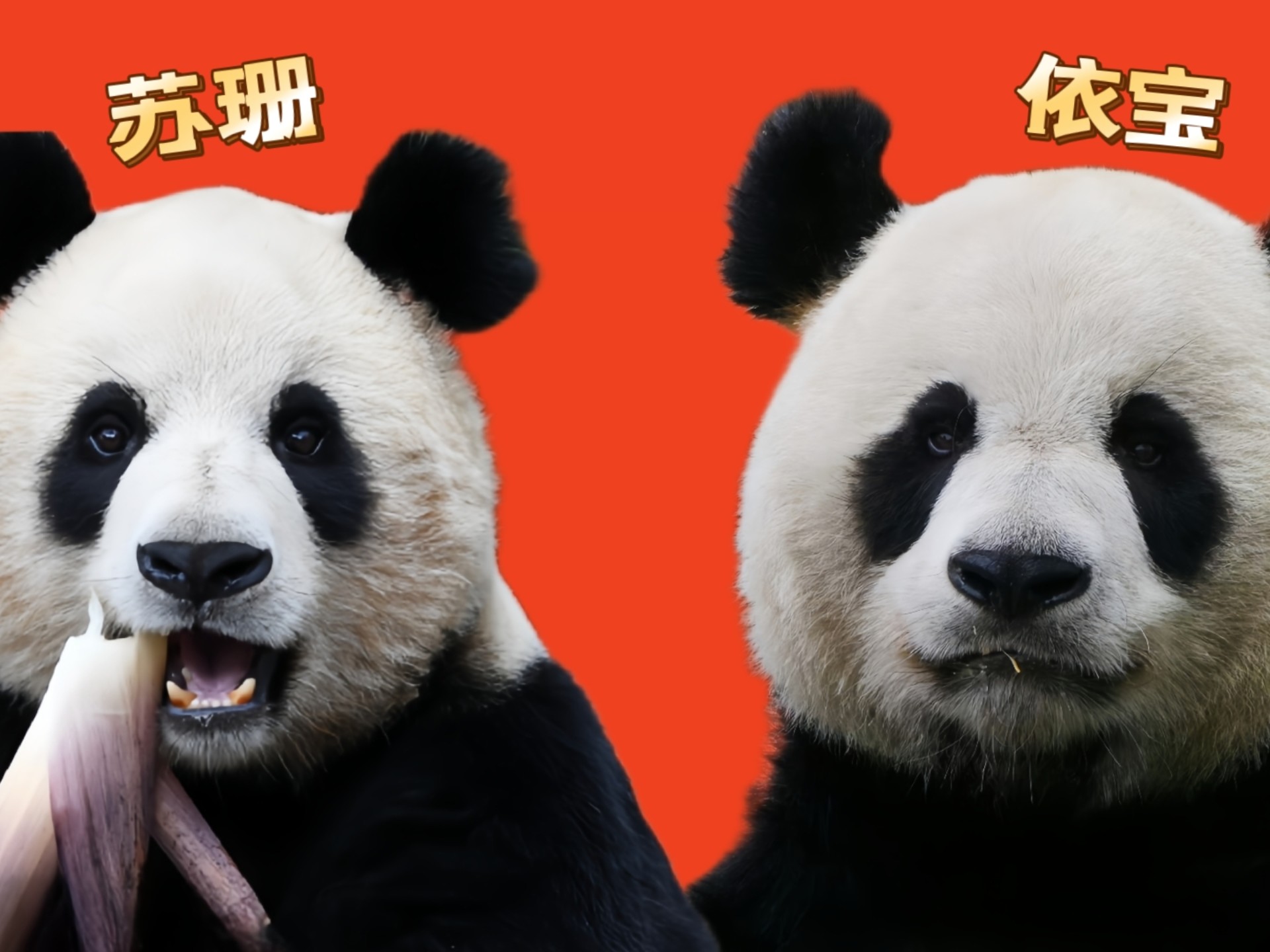 依姗傍水是真的，今年宝锅锅终于有娃了