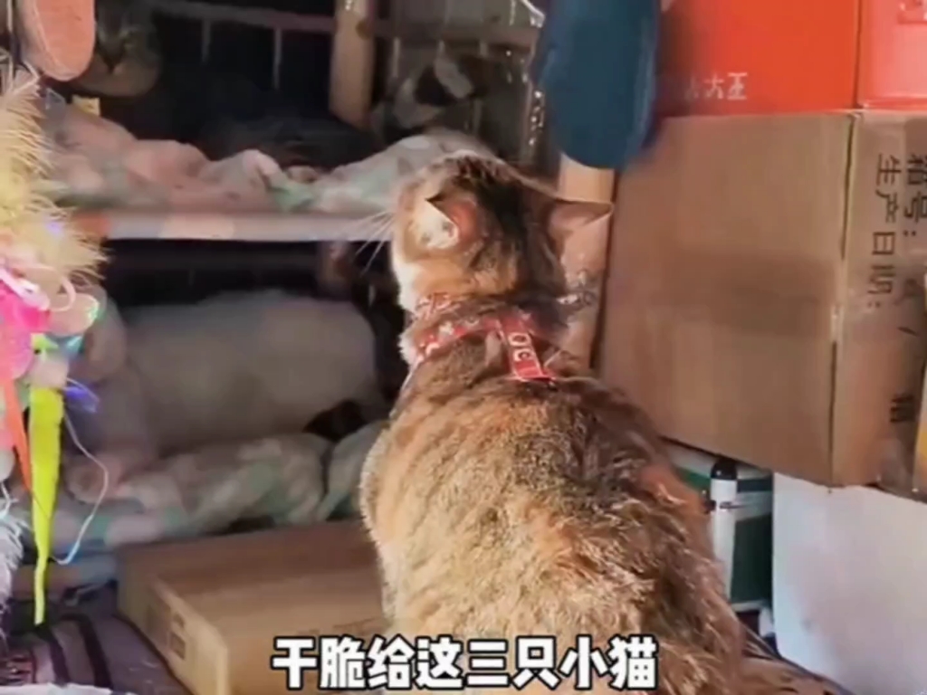救命！黑猩猩的“拟人行为”，差点以为成精了