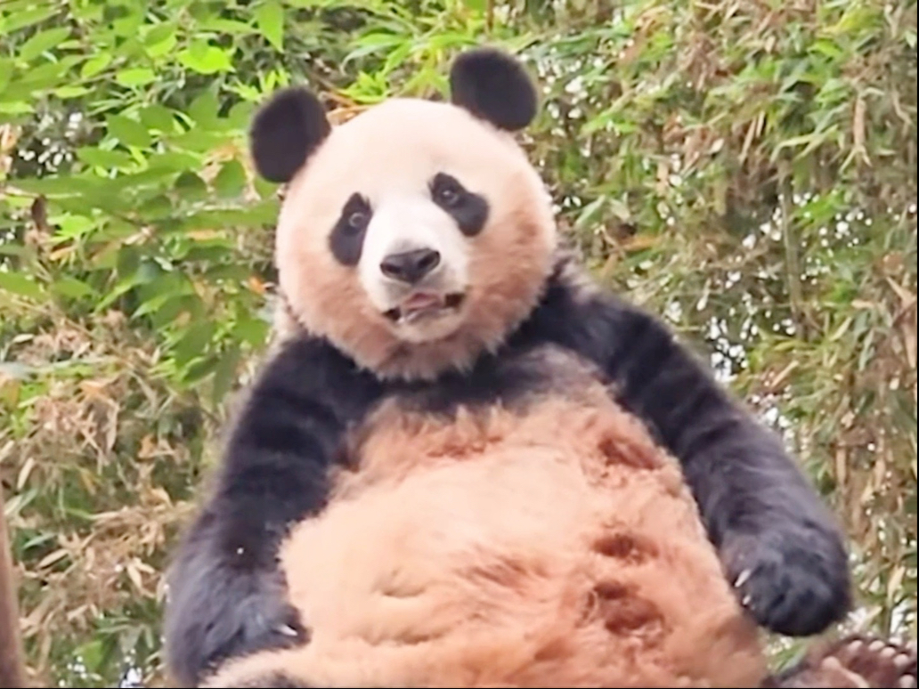 12岁的新妮儿崽，完全是小宝宝呀！