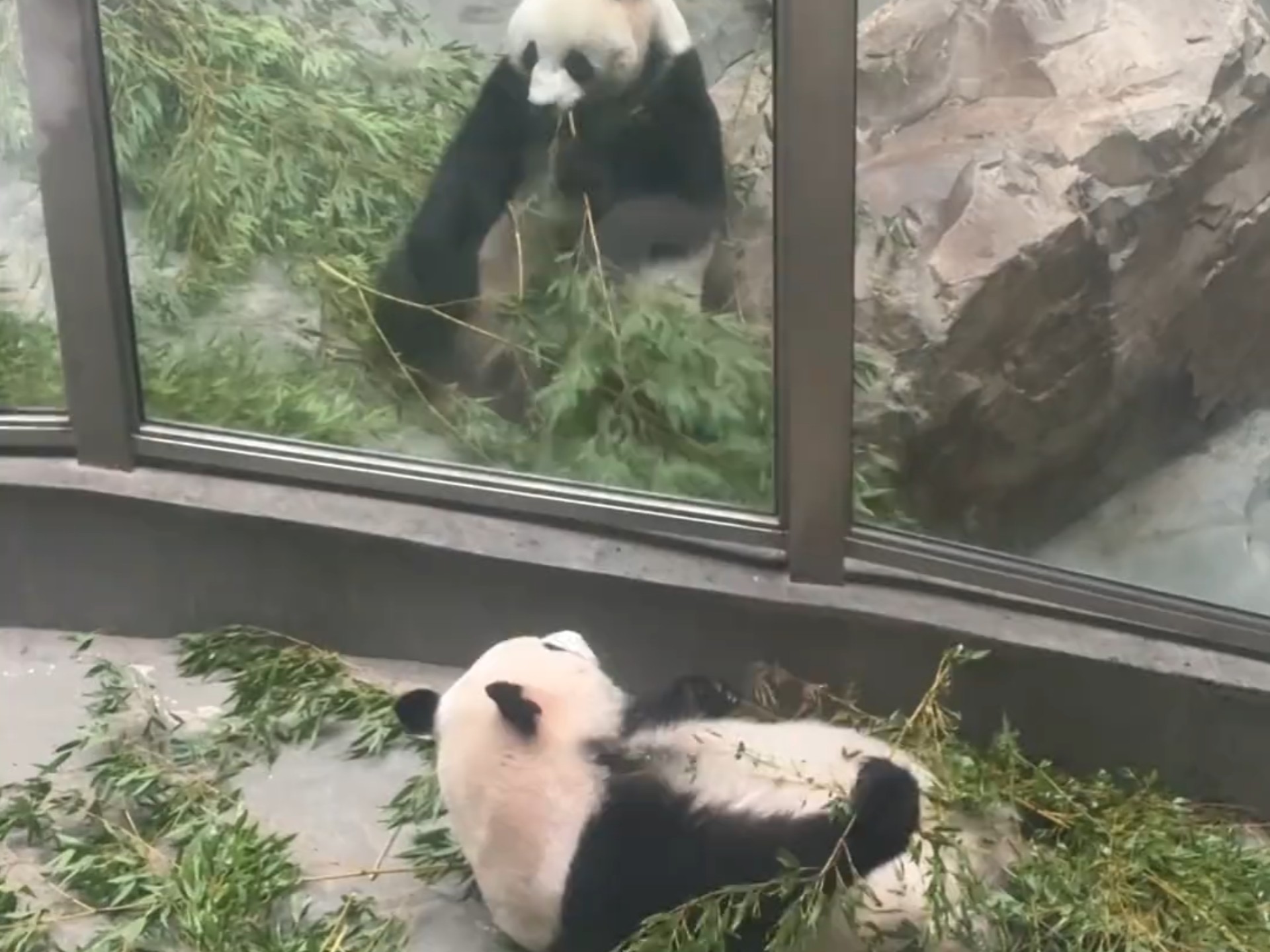 星安：华丽的好像比我的好吃，让大小姐我仔细瞅瞅