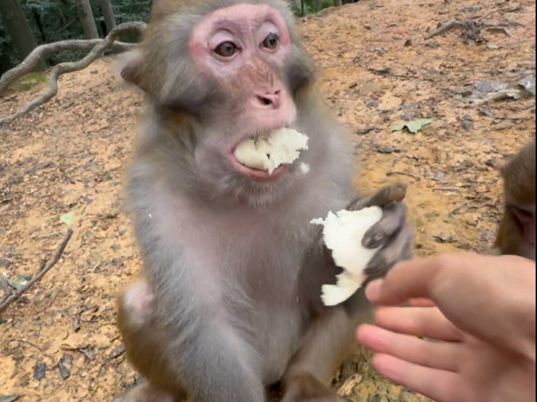 来人喂公子吃饼