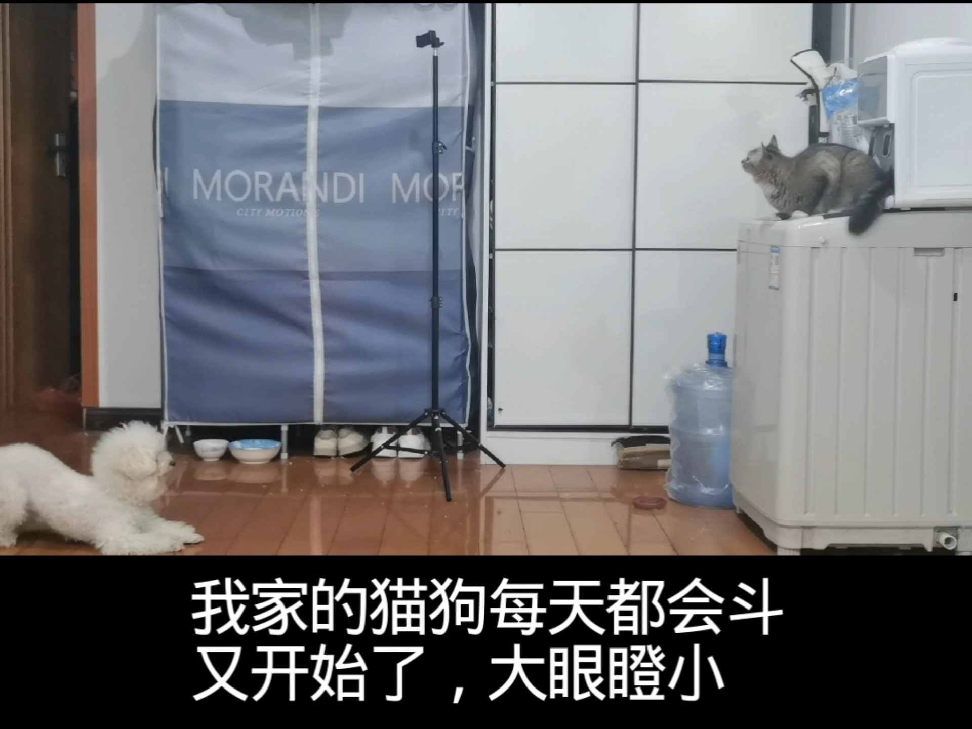 猫狗都是不和的吗？带着狗去公园荡秋千