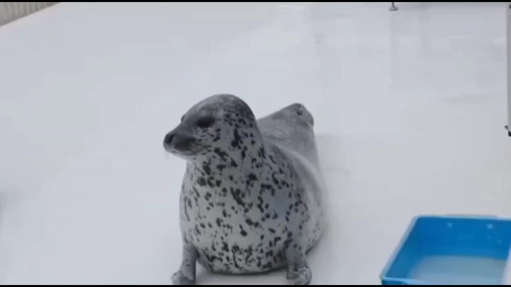 原来海豹也是皇帝的车迷