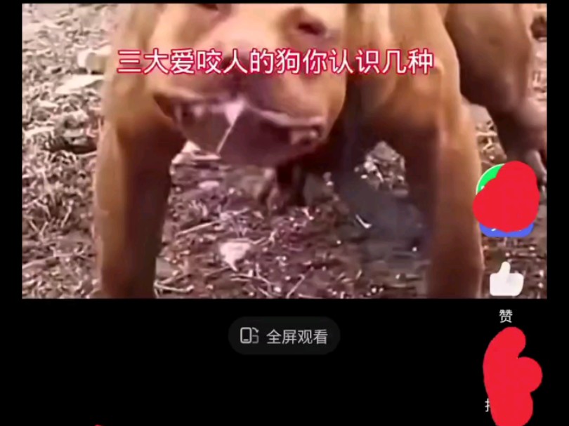 这条小日本喂的吃肉猛狗，喜欢咬人，不咬日本人。B站国人小心点，