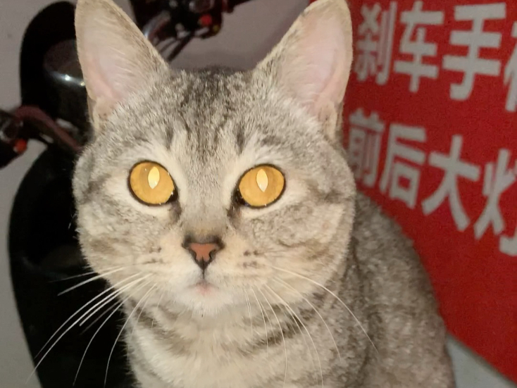 悟空走了。但它从始至终都是一只自由快乐的猫。你还活着。但