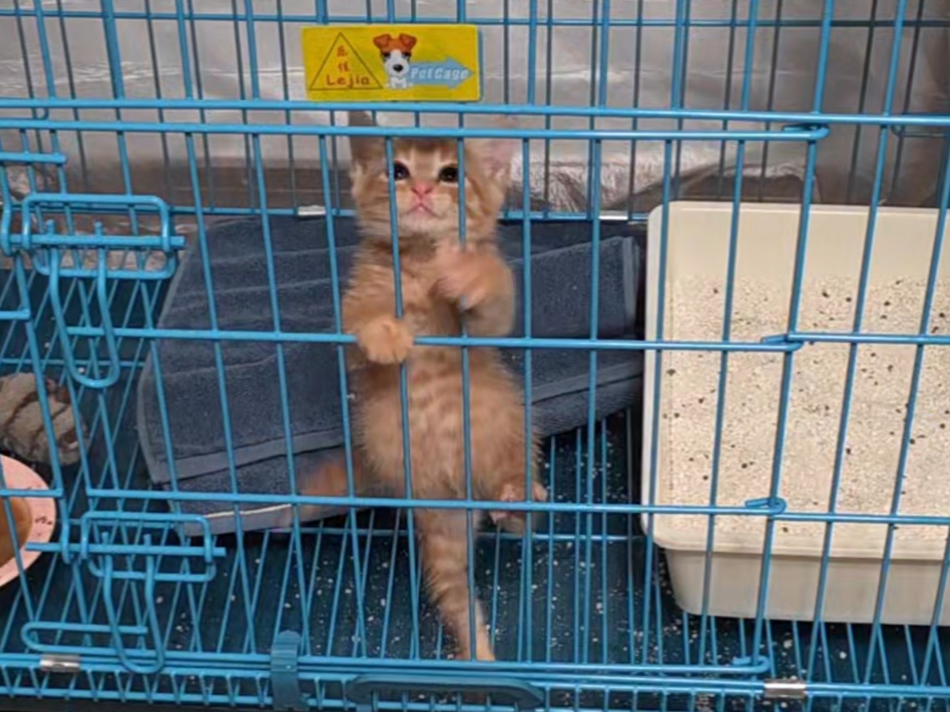 这个颜色的猫还是太权威了