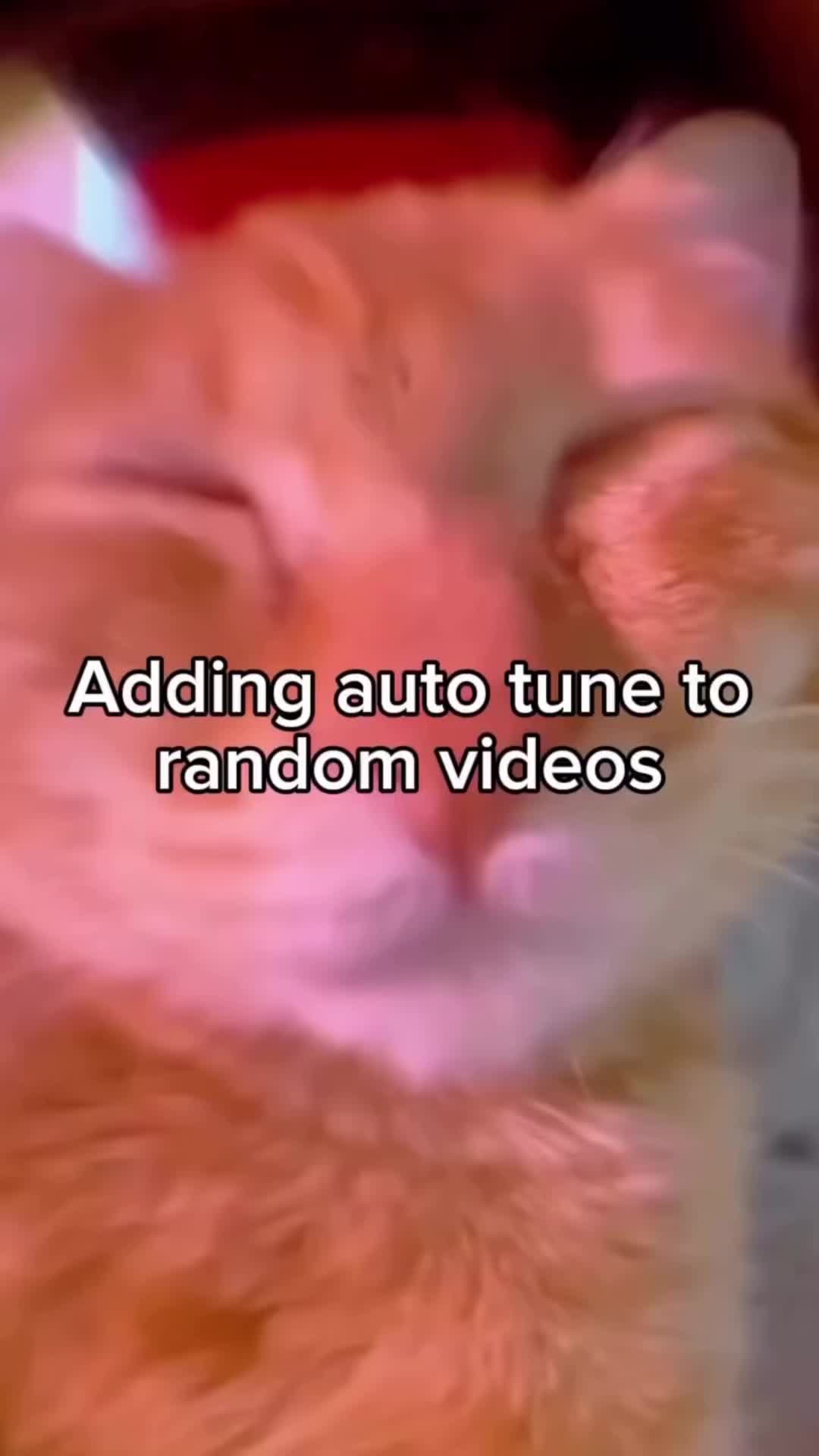 这才是真的哈基米音乐