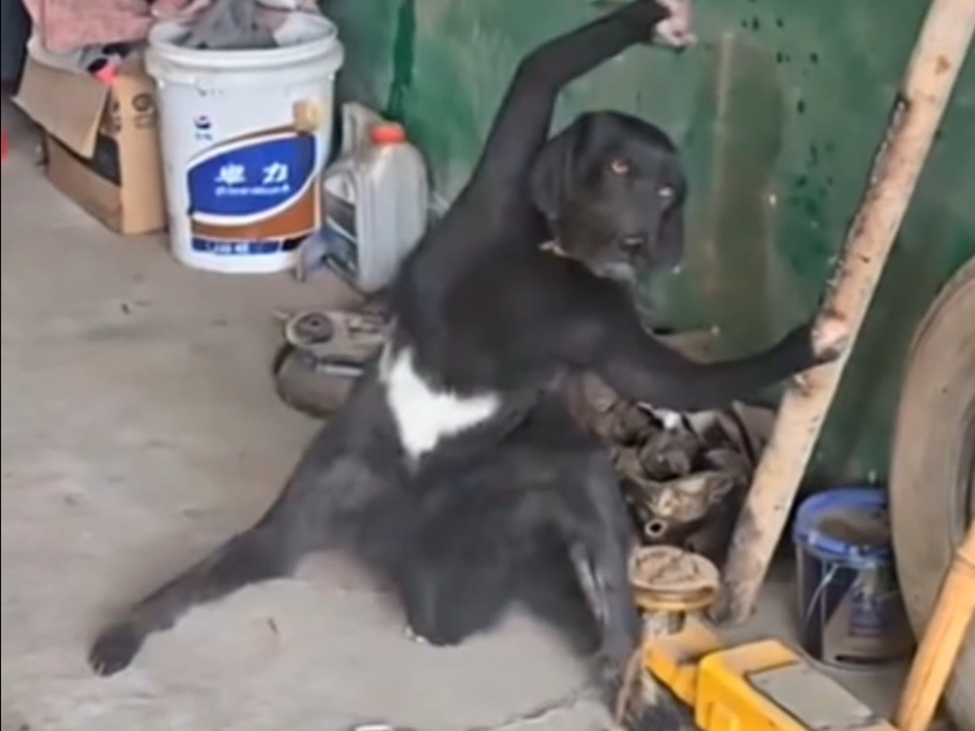 ⚡狗 狗 武 功 大 比 拼⚡一只胜过一只