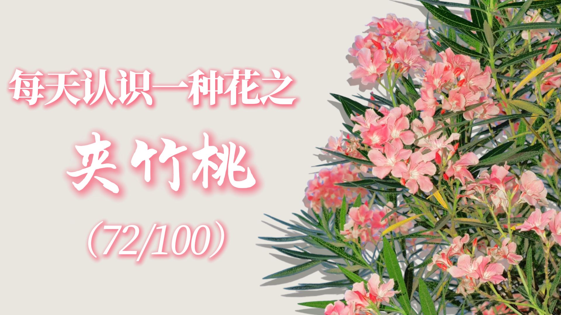 “夹竹桃的花语是危险的爱与谨慎的靠近。”