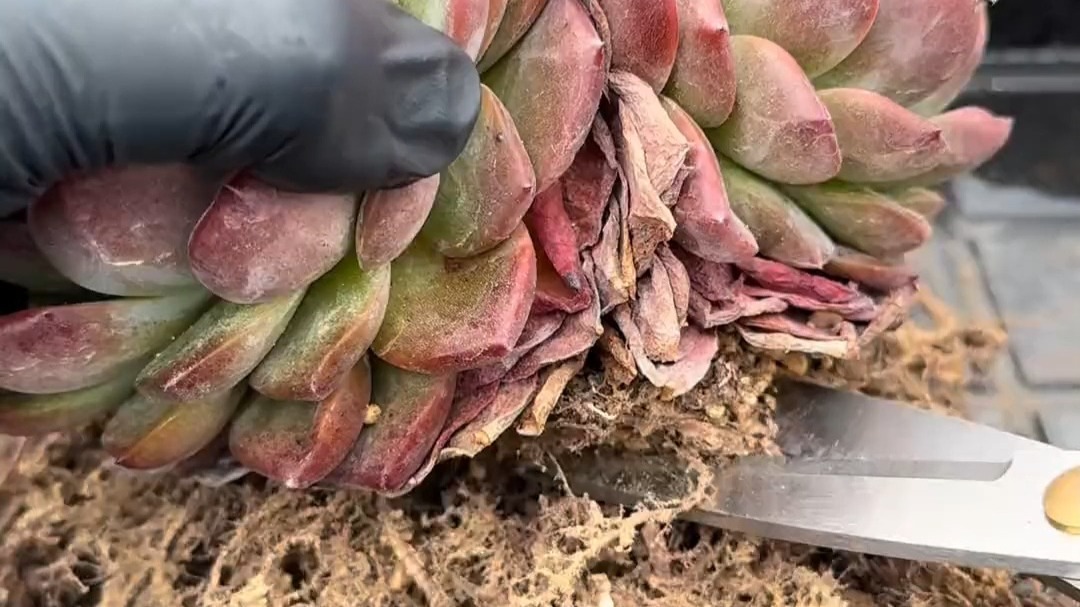 用马克笔在快递箱上画窗户，给流浪猫做个带风景的家。