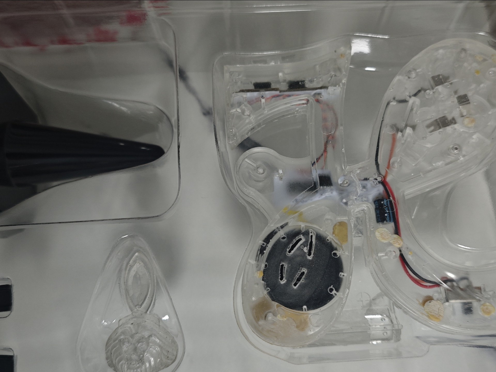 你们 见过白狮子吗？