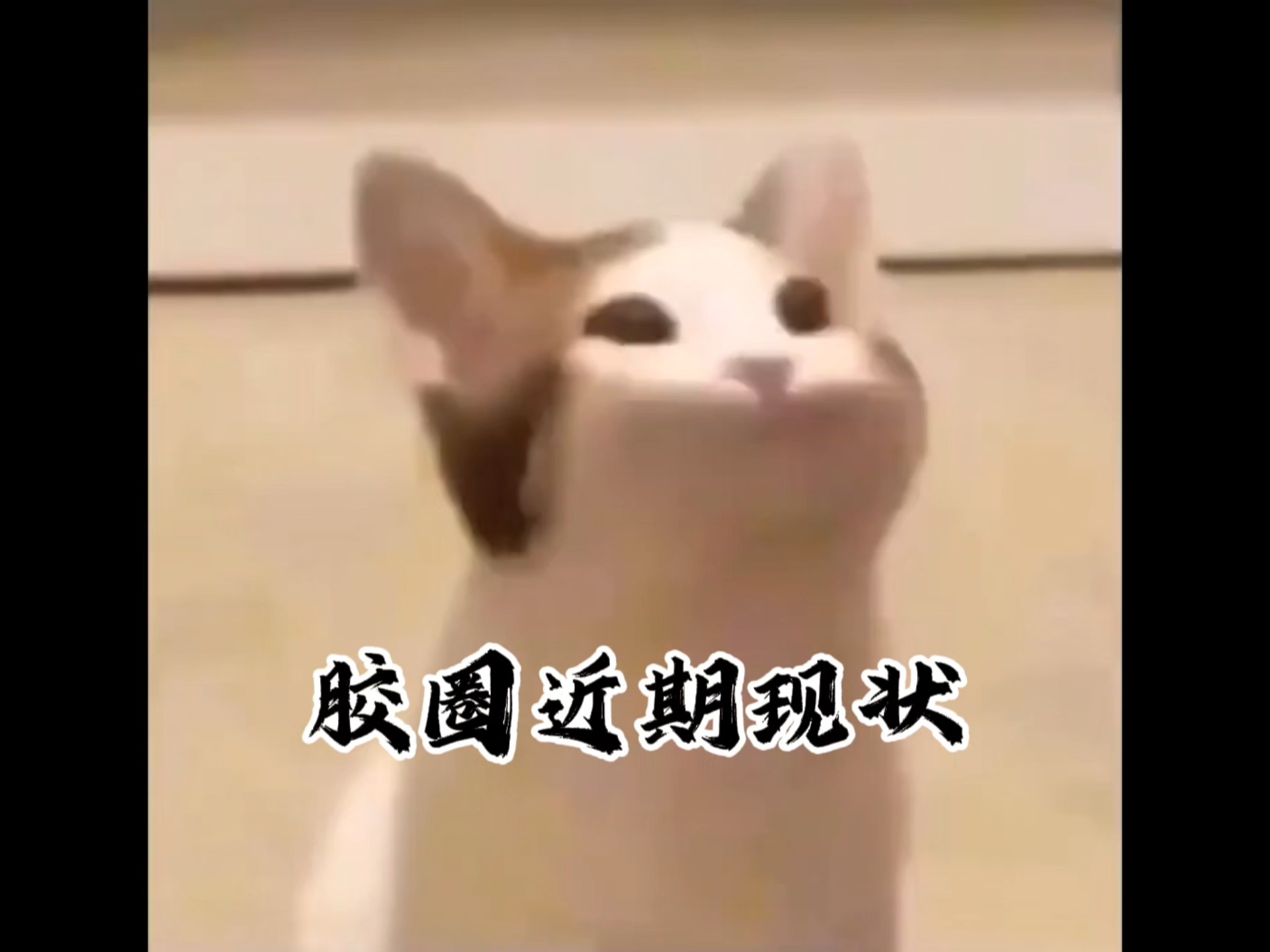 胶圈近期现状1  科拉达的救赎