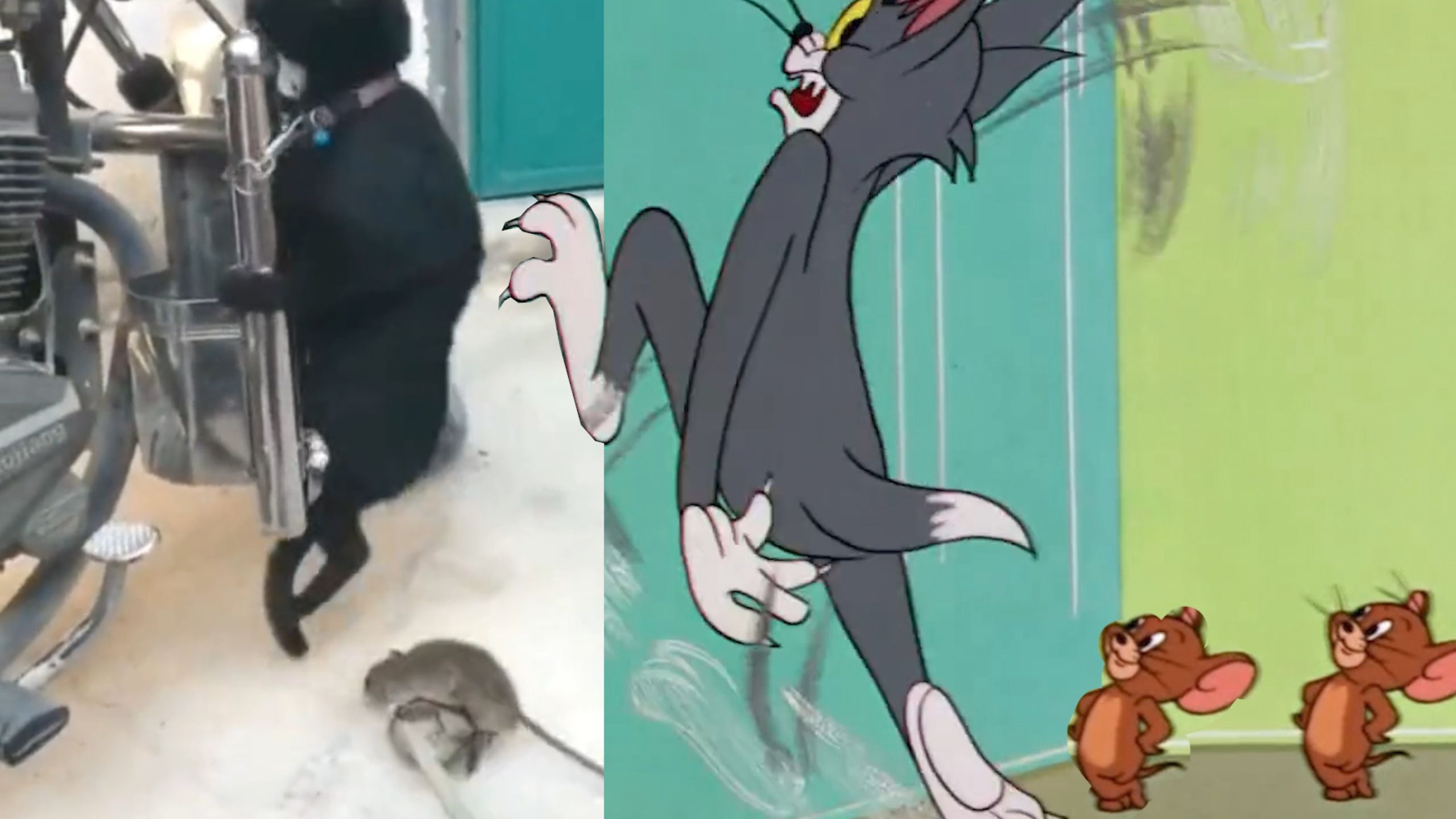 ⚡猫 和 老 鼠 果 然 是 一 部 纪 录 片！⚡