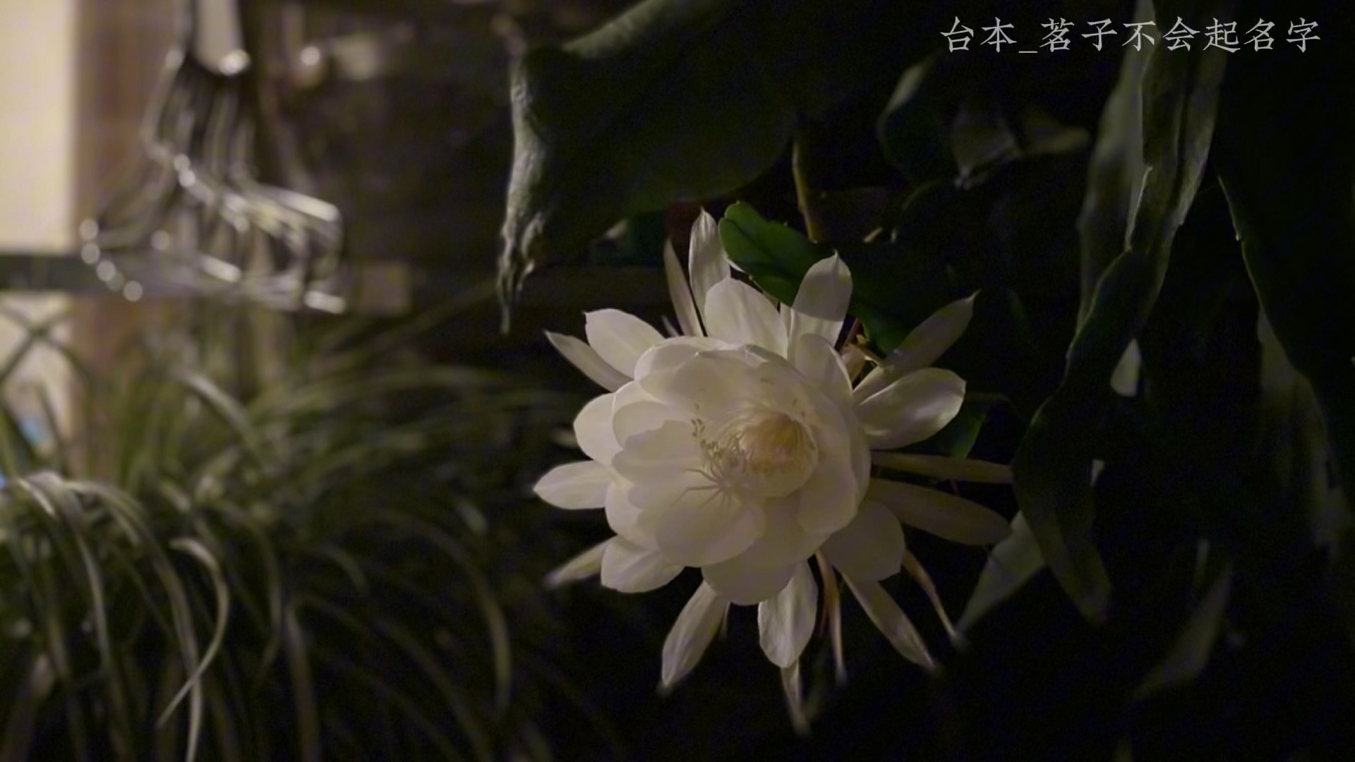 【病娇向音声】七夕属于凋零满地的玫瑰与其上最为娇艳的你 