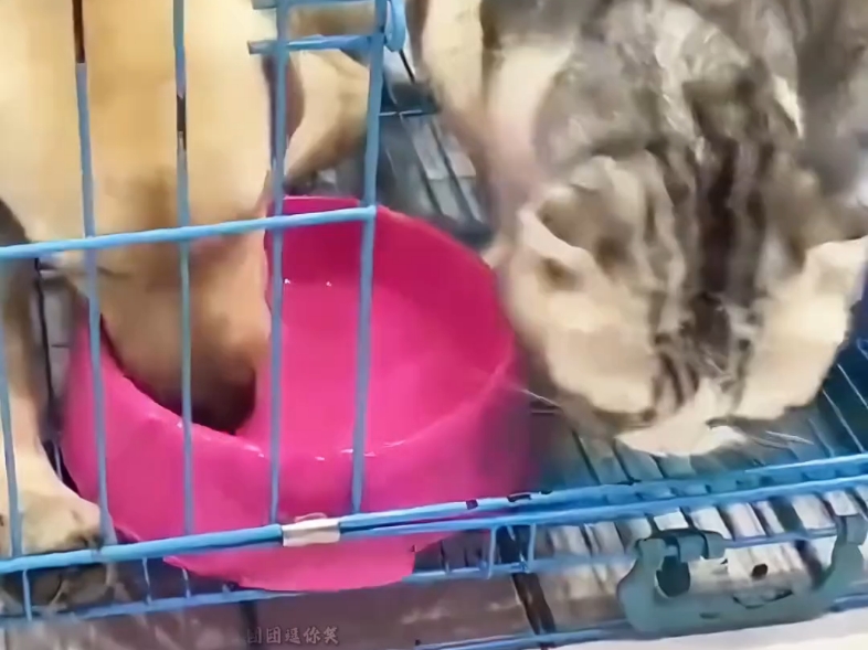 喵:一群没有边界感的人类#猫咪 #猫咪无语瞬间 #看一遍笑一遍