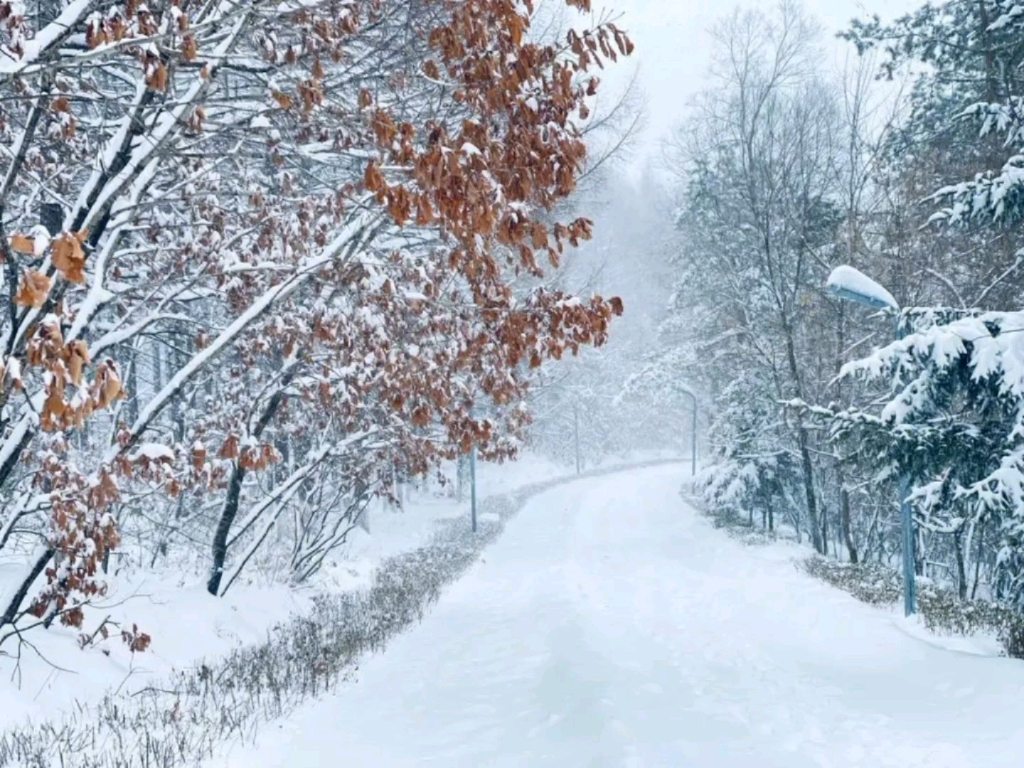 看雪117-4