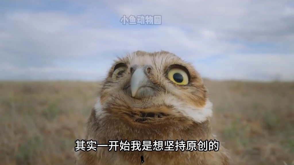 小鱼动物园  没座！ #一代人有一代人的动物世界 #搞笑动物解说