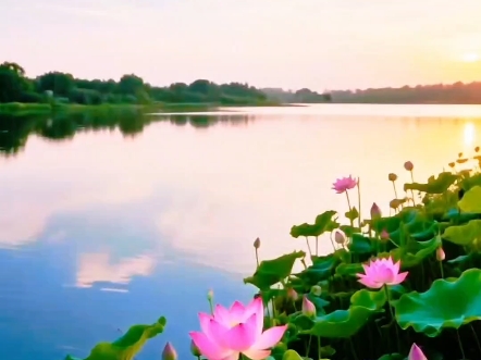 荷风夕阳醉#荷花#黄昏#风景#原创作品
